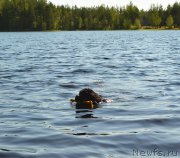 Превью фото № 157461