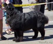 Превью фото № 157489