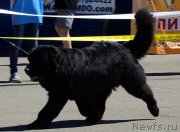 Превью фото № 157495