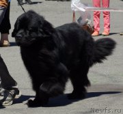 Превью фото № 157516