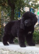 Превью фото № 157616