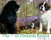 Превью фото № 157676