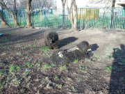 Превью фото № 157677