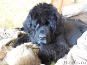 Превью фото № 157682