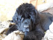 Превью фото № 157683