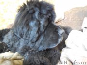 Превью фото № 157684