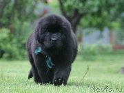 Превью фото № 157767