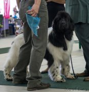 Превью фото № 157787