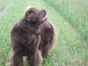 Превью фото № 157812