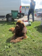 Превью фото № 157815