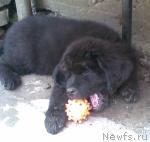 Превью фото № 15782