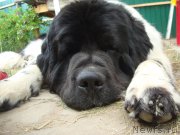 Превью фото № 157839