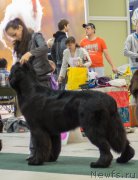 Превью фото № 157861