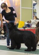 Превью фото № 157967