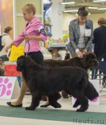 Превью фото № 157971