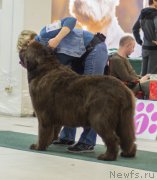 Превью фото № 157972