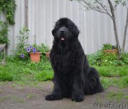 Превью фото № 158026