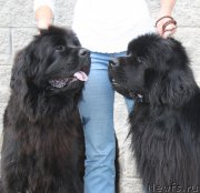 Превью фото № 158083