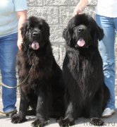 Превью фото № 158084