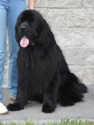 Превью фото № 158187