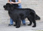 Превью фото № 158190