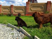 Превью фото № 158197