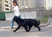 Превью фото № 158205