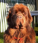 Превью фото № 158222