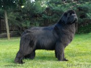 Превью фото № 158263