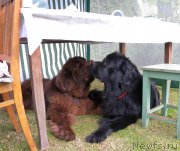 Превью фото № 158267