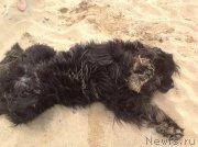 Превью фото № 158272