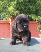 Превью фото № 158274