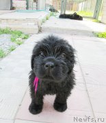 Превью фото № 158278