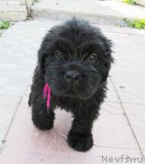 Превью фото № 158279