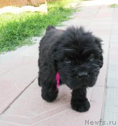 Превью фото № 158280