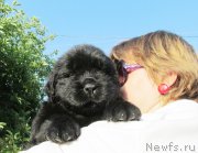 Превью фото № 158281