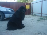 Превью фото № 158291