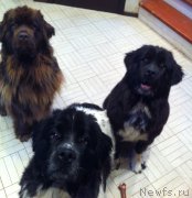 Превью фото № 158310