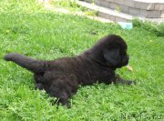 Превью фото № 158376