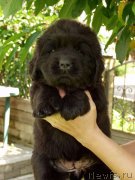 Превью фото № 158394