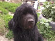 Превью фото № 158423