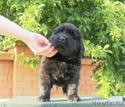 Превью фото № 158425