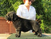 Превью фото № 158428