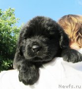 Превью фото № 158429