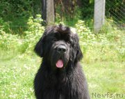 Превью фото № 158445