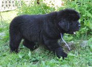 Превью фото № 158494