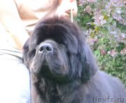 Превью фото № 158581