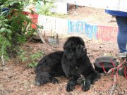 Превью фото № 158611