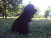 Превью фото № 158612