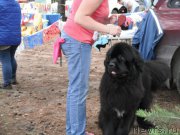 Превью фото № 158613